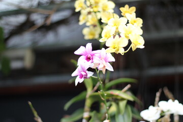 Cooktown Orchid
