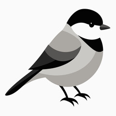 black and white bird