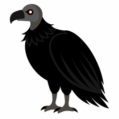 black vulture isolated on white