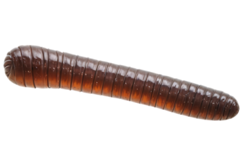worm_,_Ultra_sharp