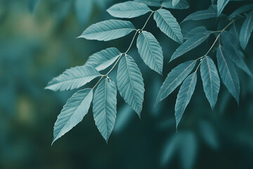 "Fresh Green Curry Leaves on Natural Background - Herbal Plant Closeup"