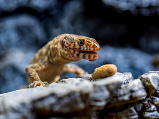 餌を食べるイボヨルトカゲ