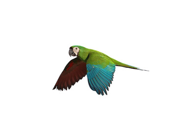 Fototapeta premium Hahn macaw parrot flying isolated on transparent background png file