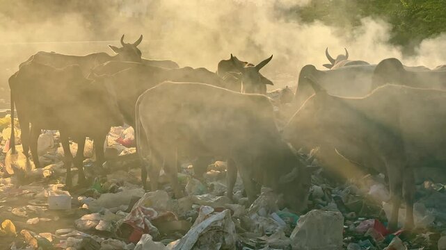 A group of cows eating garbage and it can be fatal becase harmful substances can contaminate the rumen and cause digestive upset, leading to symptoms like diarrhea or even death.
