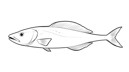 fish on a white background