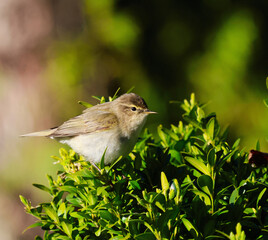 A curious little bird sits in the green leaves of the bushes.