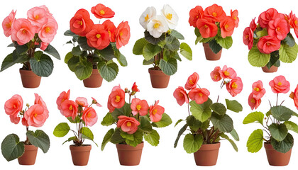 Colorful collection of begonia flowers in pots against a white background.