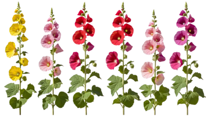 Colorful hollyhock flowers in various shades, ideal for garden and botanical themes.