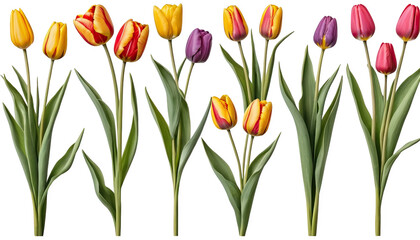 Obraz premium Colorful tulips in various shades standing tall against a transparent background.