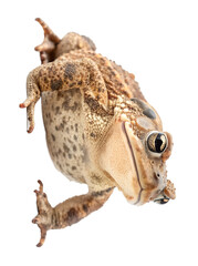 Side view of single gray toad looking up isolated and generated with AI in png file format