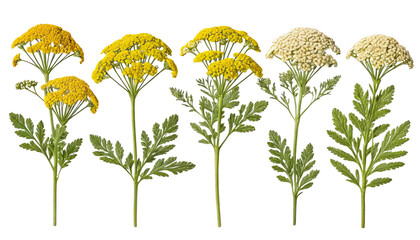 Five variations of yarrow flowers in yellow and white on a white isolated background.