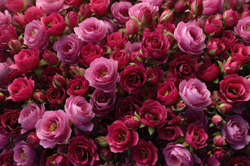 Fototapeta premium A Sea of Roses: A captivating tapestry of vibrant, deep-red and delicate pink roses, blooms in a riot of color, evoking feelings of love, beauty, and romance.