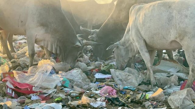 closeup of a group of cows eating garbage and it can be fatal becase harmful substances can contaminate the rumen and cause digestive upset, leading to symptoms like diarrhea or even death.