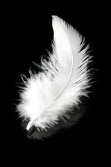 Obraz premium Delicate white feather against black background