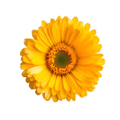 Fototapeta premium Closeup yellow flower against black background