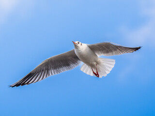 空を飛ぶユリカモメ
