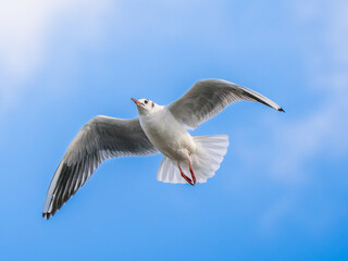 空を飛ぶユリカモメ