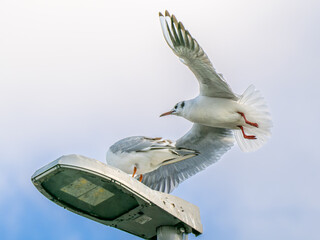 空を飛ぶユリカモメ