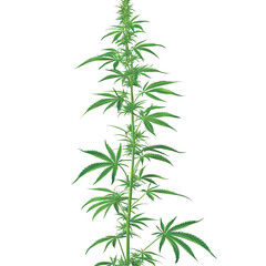 Fototapeta premium Dark green plant minimalist image