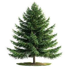 Fototapeta premium Lush Green Evergreen Tree Isolated on Black Background