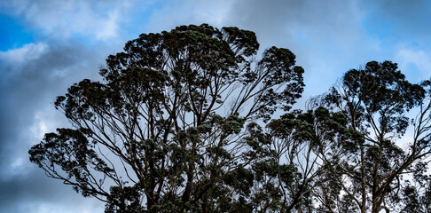 Eucalyptus tree tops in the Auckland evening sky