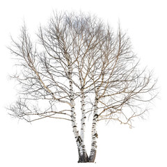 Obraz premium Snow covered birch trees winter scene nature beauty