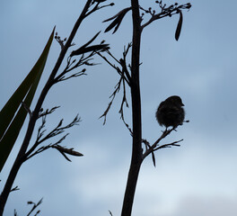 A sparrow on a New Zealand flax branch in evening backlight 
