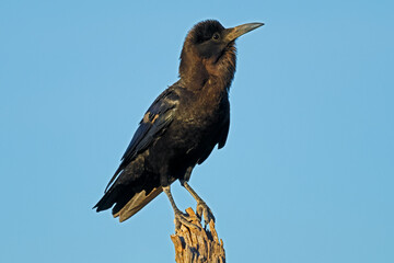 A Cape crow (Corvus capensis) perched on a branch against a clear blue sky, South Africa.
