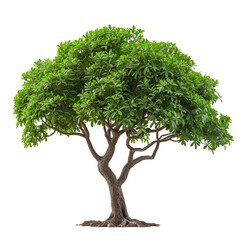 Lush Green Tree Isolated on Black Background