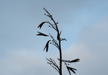 Fototapeta premium Silhouette of a New Zealand flax branch in evening backlight