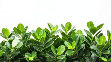 Obraz premium Group of decorative garden bushes with layered leaves and fresh, vibrant green color on a white background.