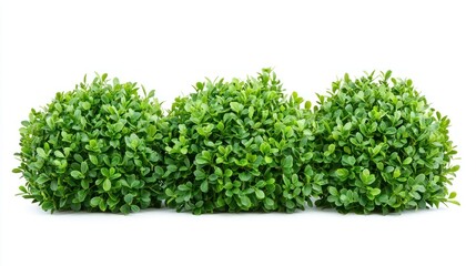 Obraz premium Group of decorative garden bushes with layered leaves and fresh, vibrant green color on a white background.