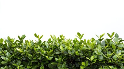 Obraz premium Group of decorative garden bushes with layered leaves and fresh, vibrant green color on a white background.