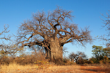 Large baobab tree (Adansonia digitata) in savanna during the dry season, Limpopo province, South...