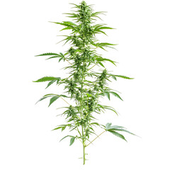 Naklejka premium Detailed macro plant stem image