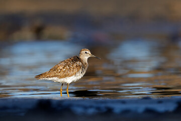 A small wood sandpiper (Tringa glareola) in shallow water, Chobe National Park, Botswana.