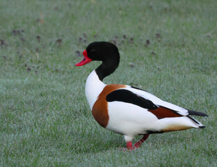 A Saami mallard walks across the soft green grass of a meadow