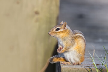 Cute wild chipmunk holding seeds with paws on the fence under evening light.