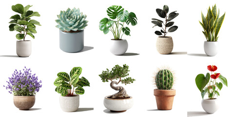 Fototapeta premium Stylish arrangement of indoor plants including fiddle leaf fig, succulent, monstera, rubber plant, snake plant, lavender, prayer plant, bonsai, cactus, and anthurium, ideal for home decor inspiration.