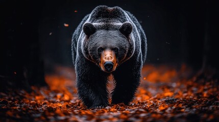 Majestic brown bear walking in a dark autumn forest, head on. Great for representing nature, power, or wild animal conservation.