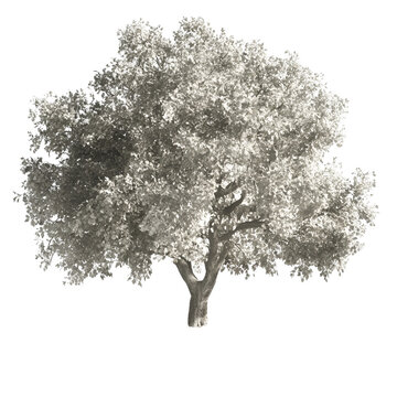 Gray scale tree silhouette against black background
