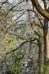 Close up view of colorful spring time bloom on tall trees in Michigan countryside.