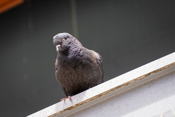 Close up details pigeon crop 