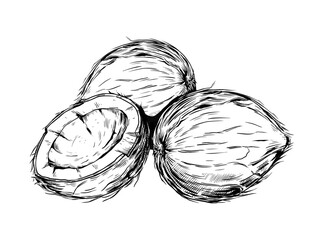 Sketch coconut. Hand drawn half and whole nuts tropical harvest palm tree. Black and white plant food product. Natural exotic vegan cooking organic ingredient vector isolated illustration