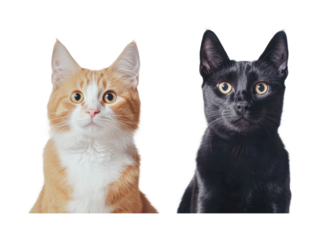 Engaging pair of alert cats with playful expressions, cut out - stock png.