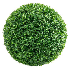 Fototapeta premium Green spherical microorganism closeup