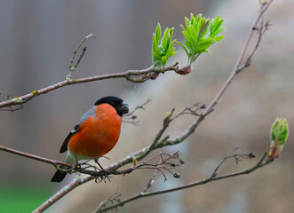 The robin bird eagerly eats last year's rowan berries