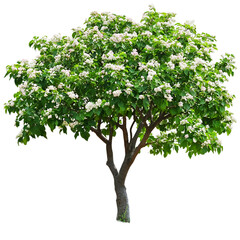 Obraz premium Green tree against dark background image