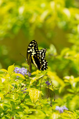 butterfly on yellow flower