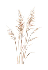 Elegant pampas grass stalks with feathery plumes, cut out - stock png.